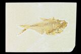 Bargain, Fossil Fish (Diplomystus) - Wyoming #149780-1
